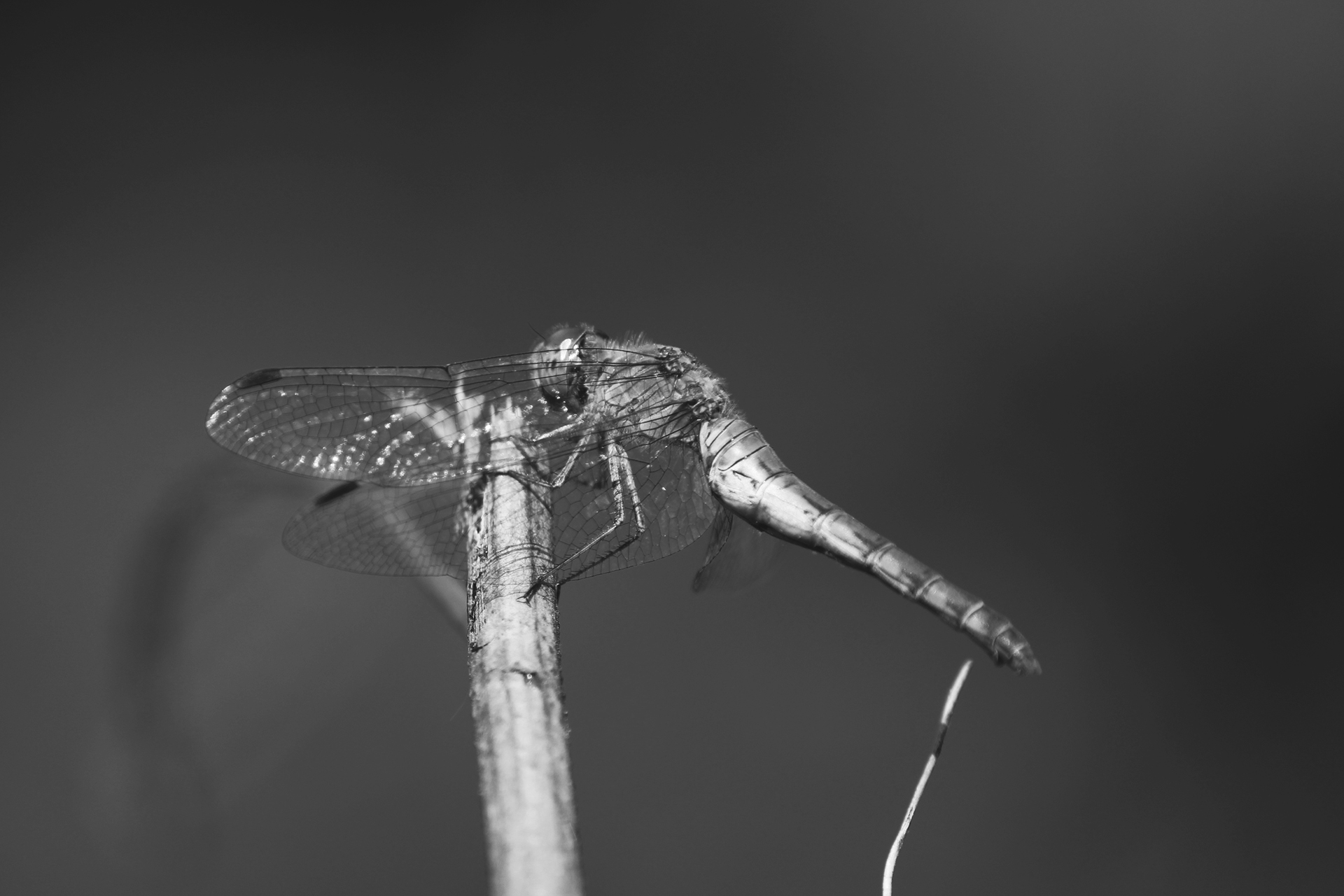 dragonfly